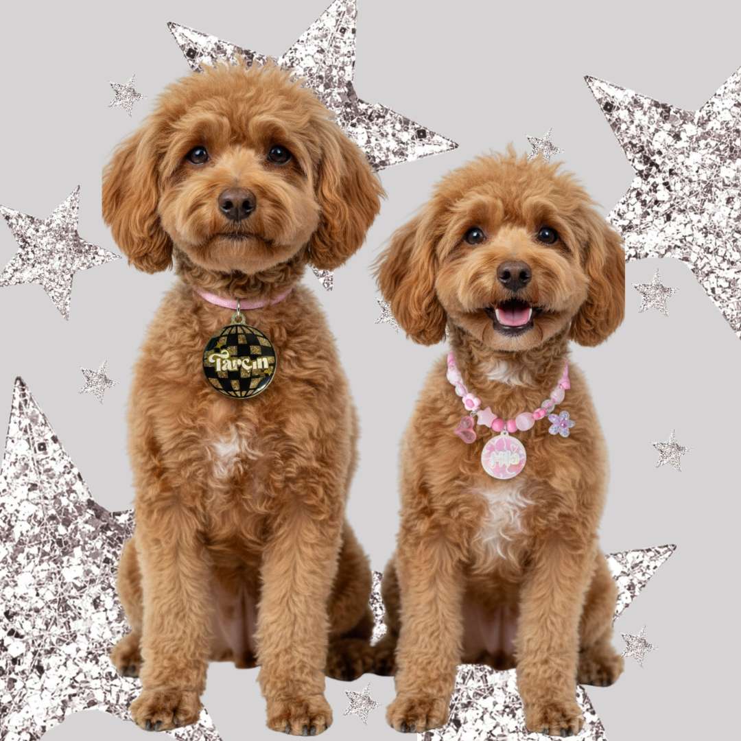 Limited Edition Kategorisi