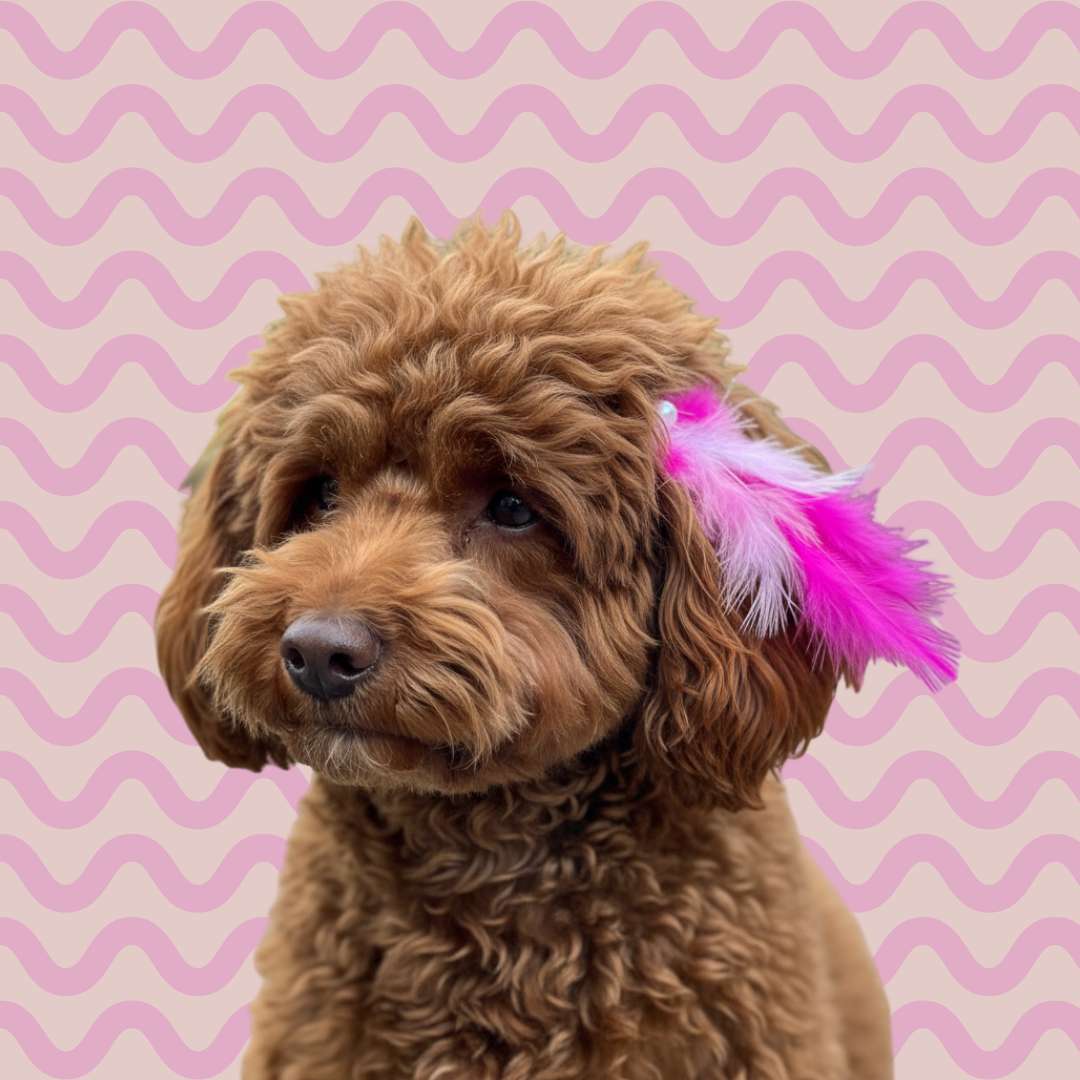 Tüylü Tokalar Kategorisi